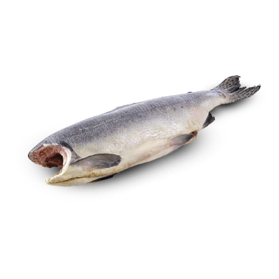 FROZEN SALMON WHOLE